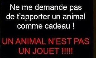 Un animal pas un jouet