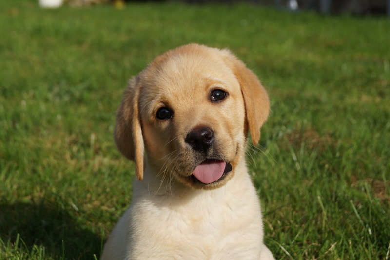 Adopter Un Chiot Labrador Ou Un Chiot Golden Retriever