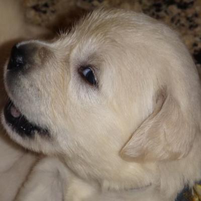 bb golden