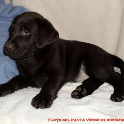 Floyd 