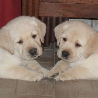 Galak & Gipsy