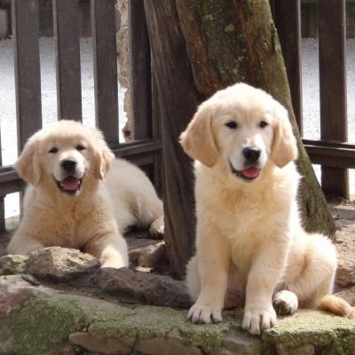Happy & Hope Coco