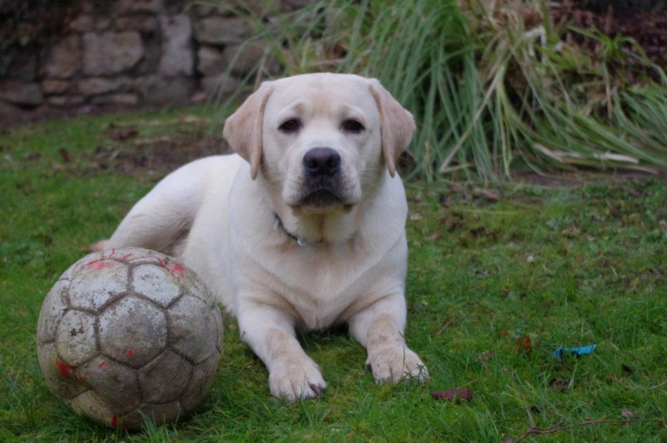 Gipsy et son ballon 