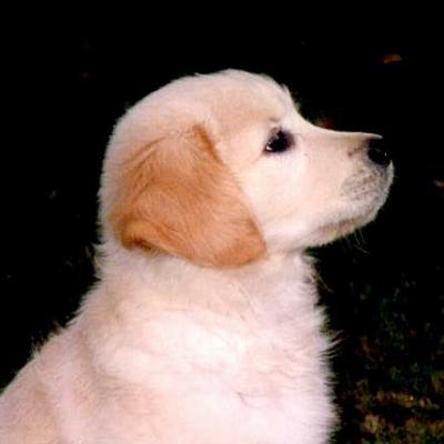 Chiot Golden