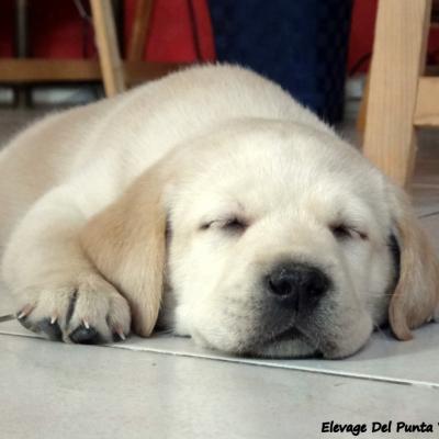 chiot mâle Voici