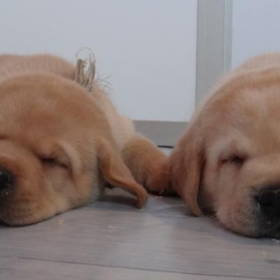 Chiots Voici