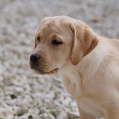 Iona