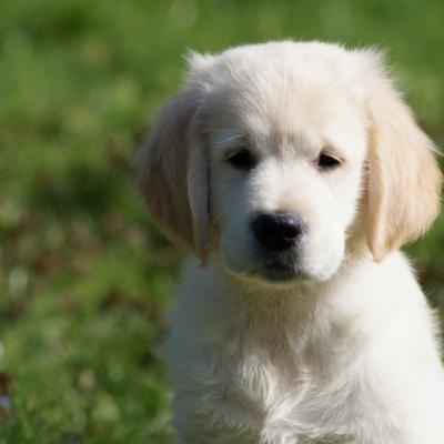 Jason (golden)
