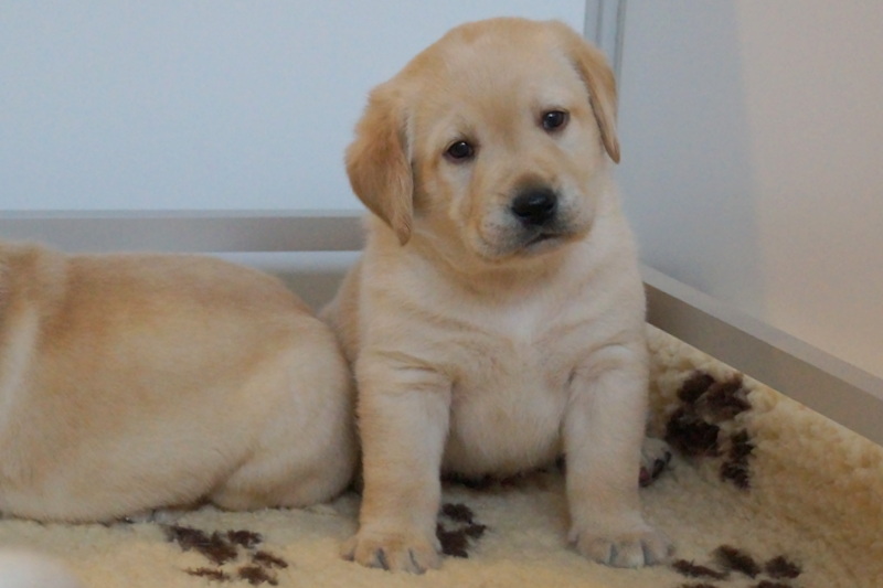 Labrador 1 mois