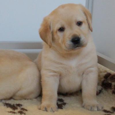 Labrador 1 mois