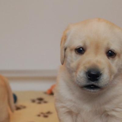 bb lab 1 mois