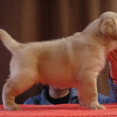 Chiot femelle Eclipse