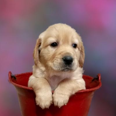 Chiot Golden