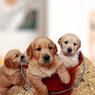 Chiots Nuance 2020