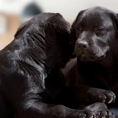 Nos chiots (souvenirs...)
