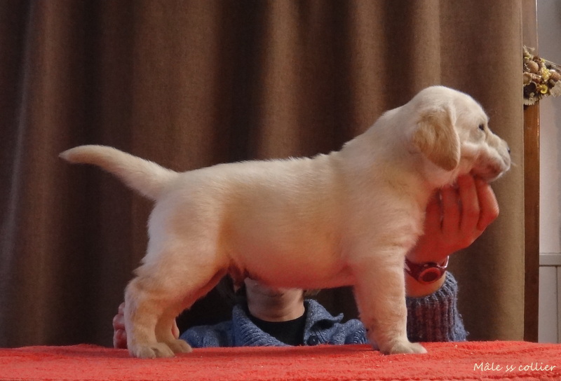 Chiot mâle Eclipse