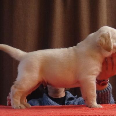 Chiot mâle Eclipse