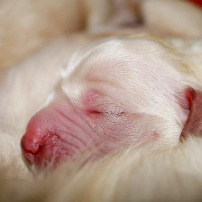 Naissance golden