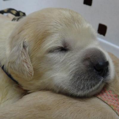 bb golden