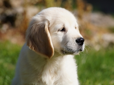 Chiot Golden dans l'herbe