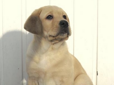 Chiot Labrador devant une clôture